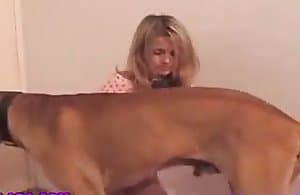 thu thập cums chó